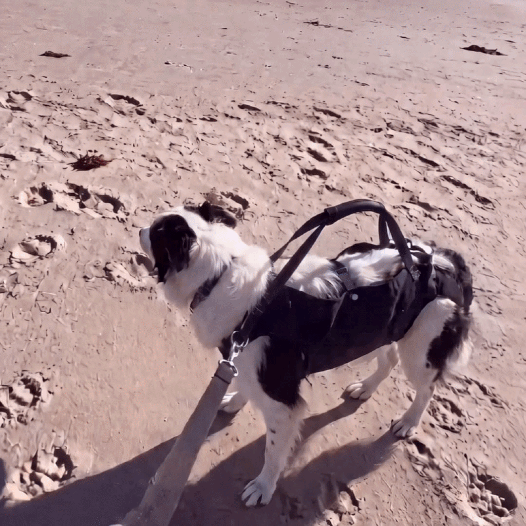 Adjustable Dog Lift Harness – Pawgether